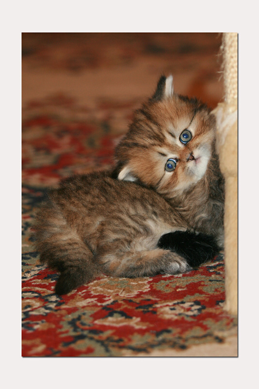 14.3.2010.Cheeko