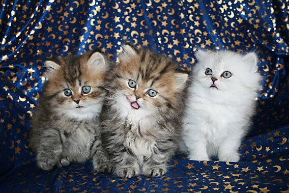 zleva: Cabak, Cedrik, Cia