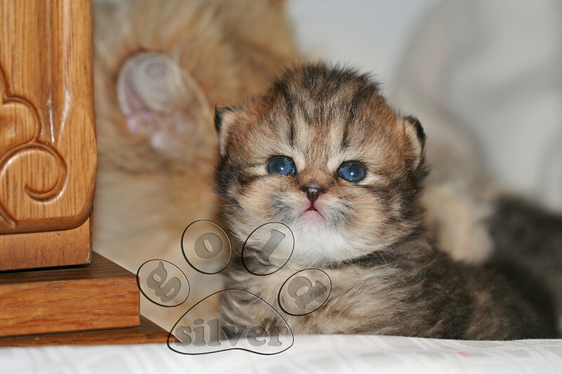 Isabeau