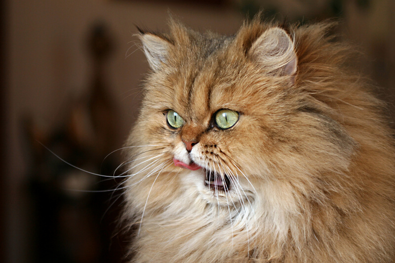 Modelkou...